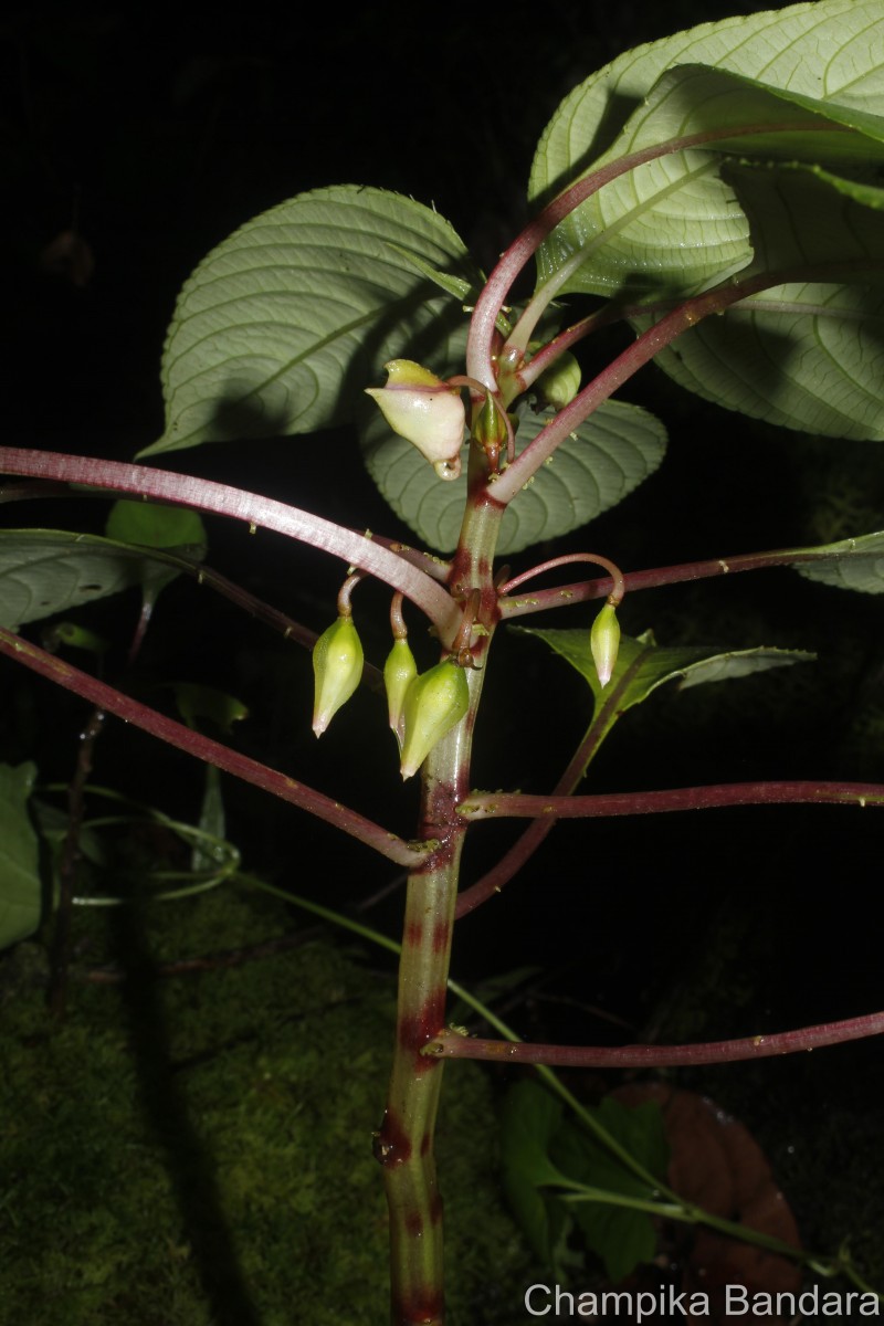 Impatiens taprobanica Hiern